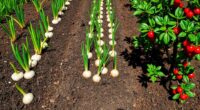 apply balanced seasonal fertilizers