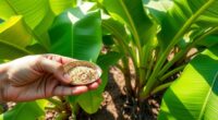 banana fertilizer needs