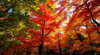chlorophyll breaks down seasonally