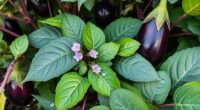 eggplant fertilization errors avoided