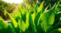 enhanced nutrient absorption efficiency