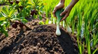 fruit and vegetable fertilization tips