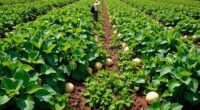 melon watermelon plantation care
