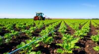 potato cultivation high yield techniques