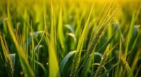brassinosteroids enhance crop productivity