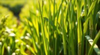 gibberellins enhance crop growth