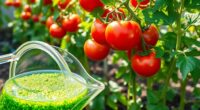 top water soluble tomato fertilizers