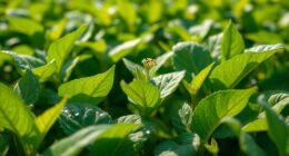 brassinosteroids improve crops
