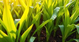 potassium enhances plant yield