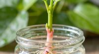 boosts root development efficiency