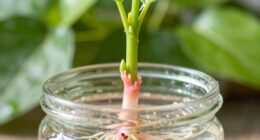 boosts root development efficiency