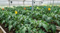 greenhouse plant growth regulators