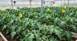 greenhouse plant growth regulators