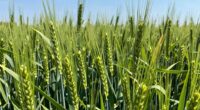 growth regulators prevent lodging