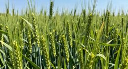 growth regulators prevent lodging