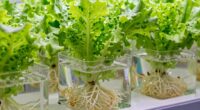 hydroponics root chemistry