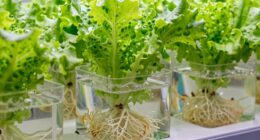hydroponics root chemistry