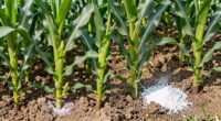 optimal fertilizer placement strategies