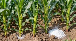 optimal fertilizer placement strategies