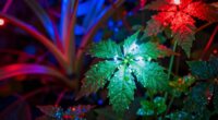 plant growth under led