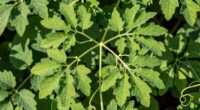 plant structure regulation hormones