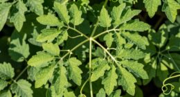 plant structure regulation hormones