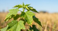 potassium enhances heat tolerance