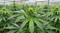 proper pgr application guidelines