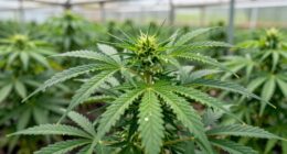 proper pgr application guidelines