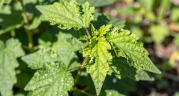 stress signals influence growth