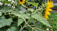 synergistic plant hormone interactions