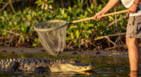 Alligators injure three, one fatally, in string of attacks in Florida
