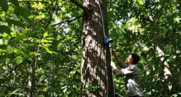 Giant Trees Have No Trouble Pumping Water To Top Branches: New Research