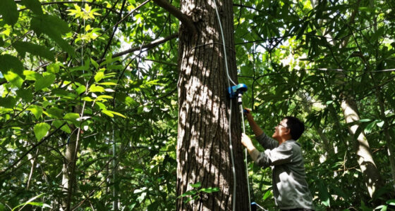 Giant Trees Have No Trouble Pumping Water To Top Branches: New Research