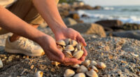 Manila Clam Spreading Atlantic Coastline
