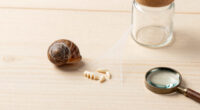 Snails' Teeth Beats Spider Silk As Nature's Strongest Material (2015)