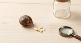 Snails' Teeth Beats Spider Silk As Nature's Strongest Material (2015)