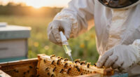 Spider Venom Kills Varroa Mites Without Harming Honeybees
