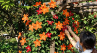 9 Best Fall-Flowering Clematis in 2026