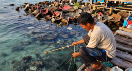 Bomb Fishing Is Wreaking Havoc On Indonesia's Coral Reefs