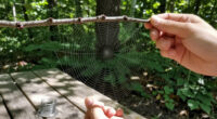 Is Spider Web Really Stronger Than Steel?