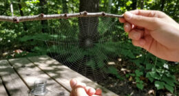 Is Spider Web Really Stronger Than Steel?