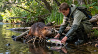 Artificial Beaver Dams Saw Juvenile Coho Salmon Survival Rates Go From 8% To 60%