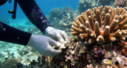 Bleached Corals Thrive Within Days When Touching Healthy Neighbour